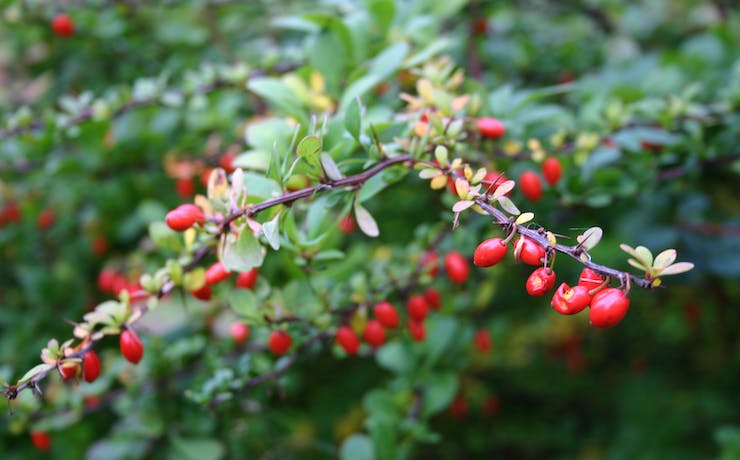 plants to avoid around the pool